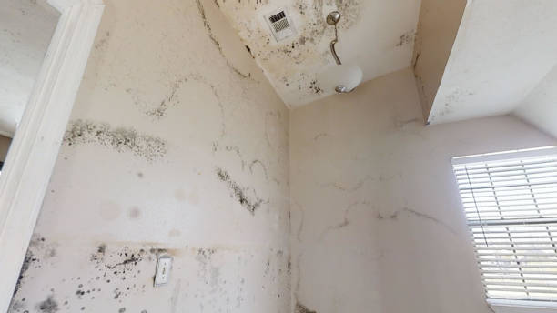Best Commercial Mold Inspection  in Agency Village, SD