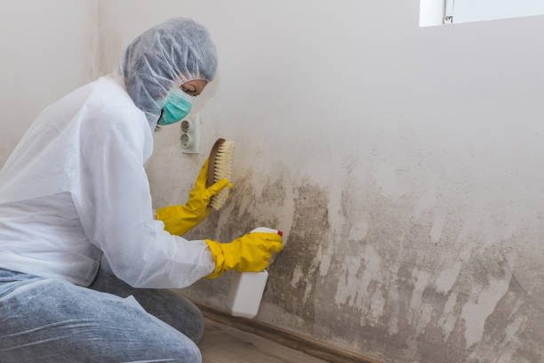Best Basement Mold Removal  in Agency Village, SD