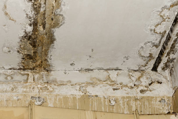  Agency Village, SD Mold Removal Pros